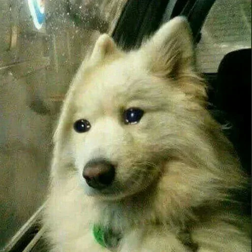 😭 Стикер «Moy pack» для Telegram