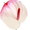 🌟 Эмодзи «. ᘡ 、画 ₊₊» для Telegram
