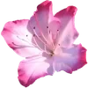 🌟 Эмодзи «. ᘡ 、画 ₊₊» для Telegram