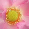 🌟 Эмодзи «. ᘡ 、画 ₊₊» для Telegram