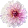 🌟 Эмодзи «. ᘡ 、画 ₊₊» для Telegram