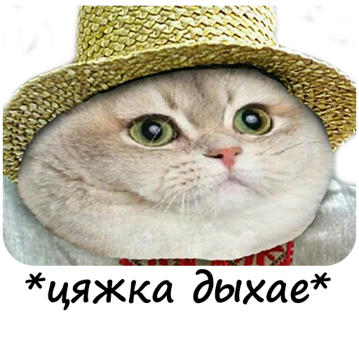 😿 Стикер «Стикеры ебать)» для Telegram