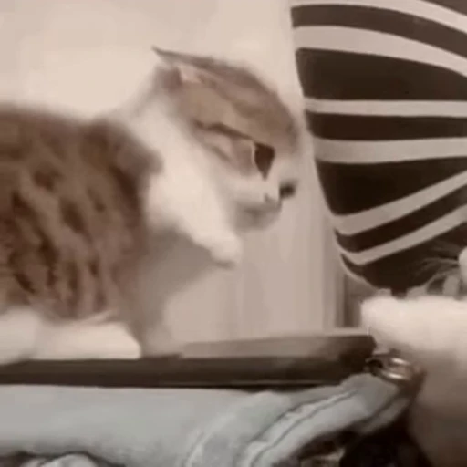 🐱 Стикер «*mew*mew*» для Telegram