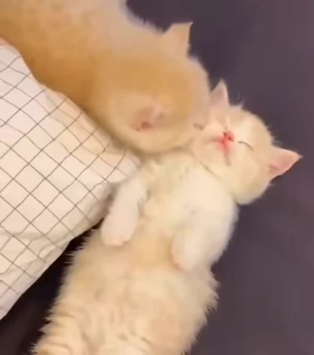 🐱 Стикер «*mew*mew*» для Telegram