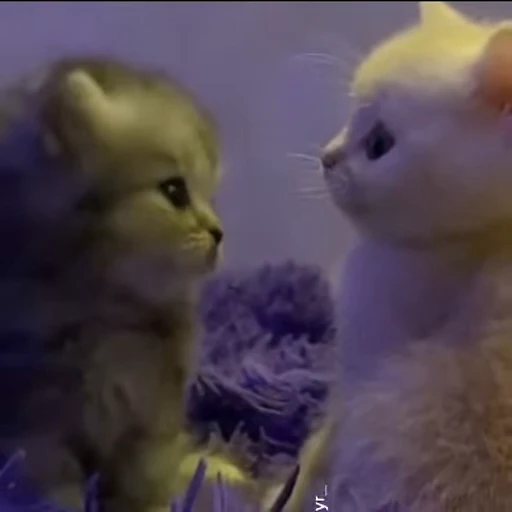 🐱 Стикер «*mew*mew*» для Telegram