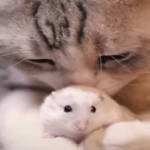 🐾 Стикер «*mew*mew*» для Telegram