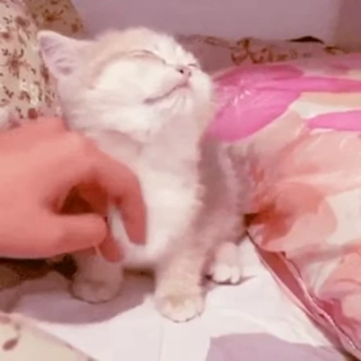 🐱 Стикер «*mew*mew*» для Telegram