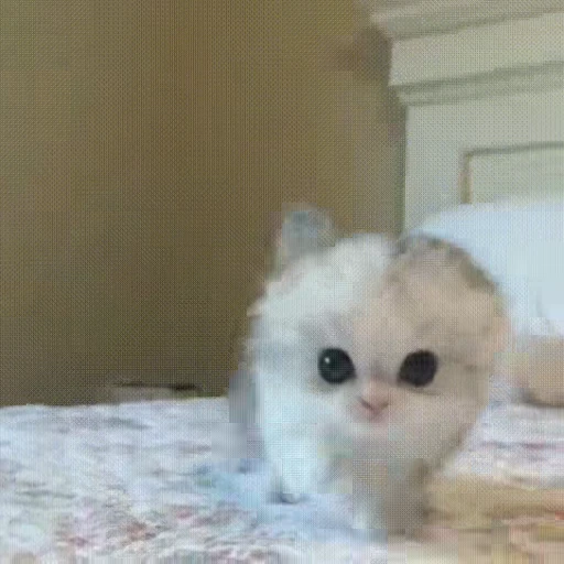 Стикерпак *mew*mew* для Telegram — скачать