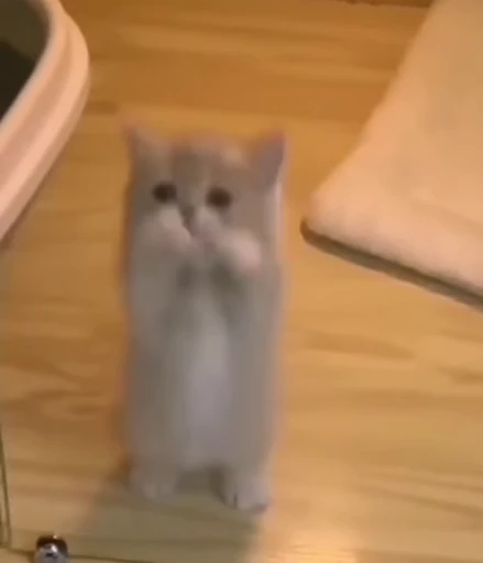 🐾 Стикер «*mew*mew*» для Telegram