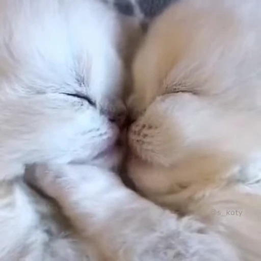 🐱 Стикер «*mew*mew*» для Telegram