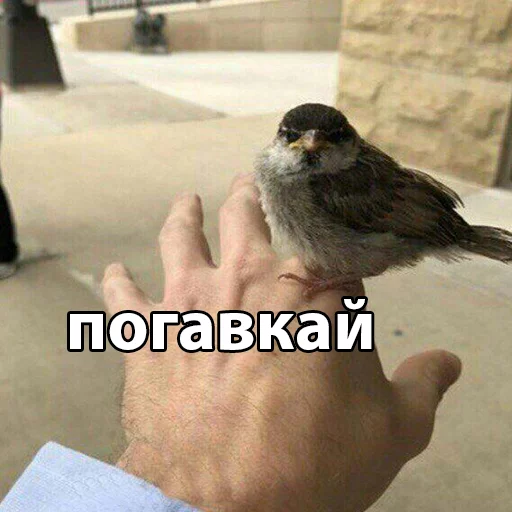 😤 Стикер «fondateur7» для Telegram