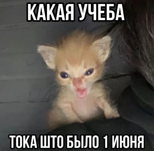 🤩 Стикер «𝔓𝔬𝔡𝔳𝔞𝔩 𝔐𝔦𝔷𝔲𝔨» для Telegram