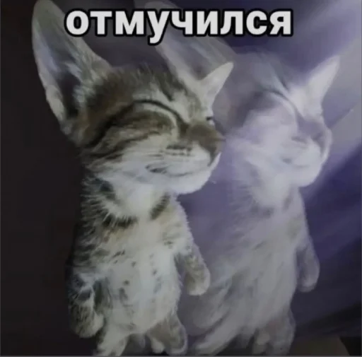 🤩 Стикер «𝔓𝔬𝔡𝔳𝔞𝔩 𝔐𝔦𝔷𝔲𝔨» для Telegram