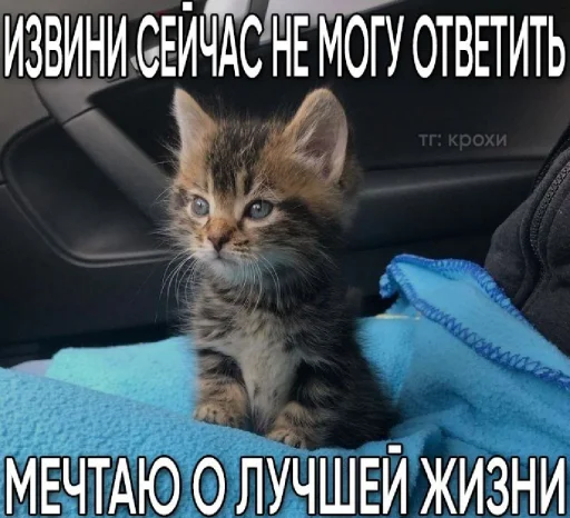 🤩 Стикер «𝔓𝔬𝔡𝔳𝔞𝔩 𝔐𝔦𝔷𝔲𝔨» для Telegram