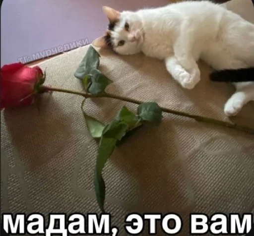 🤩 Стикер «𝔓𝔬𝔡𝔳𝔞𝔩 𝔐𝔦𝔷𝔲𝔨» для Telegram