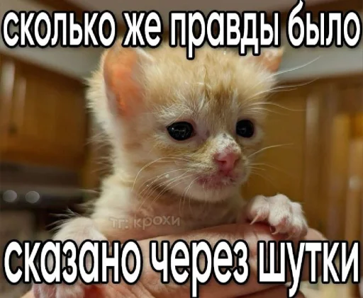 🤩 Стикер «𝔓𝔬𝔡𝔳𝔞𝔩 𝔐𝔦𝔷𝔲𝔨» для Telegram