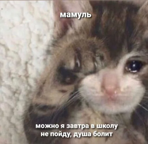 🤩 Стикер «𝔓𝔬𝔡𝔳𝔞𝔩 𝔐𝔦𝔷𝔲𝔨» для Telegram
