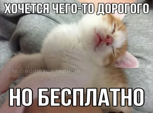 🤩 Стикер «𝔓𝔬𝔡𝔳𝔞𝔩 𝔐𝔦𝔷𝔲𝔨» для Telegram