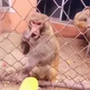 🍌 Эмодзи «Манки Пон» для Telegram