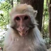 😁 Эмодзи «Манки Пон» для Telegram