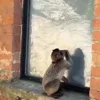 😊 Эмодзи «Манки Пон» для Telegram