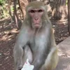 😡 Эмодзи «Манки Пон» для Telegram