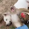 😴 Эмодзи «Манки Пон» для Telegram