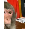 🤔 Эмодзи «Манки Пон» для Telegram