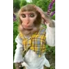 🧐 Эмодзи «Манки Пон» для Telegram