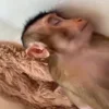 😴 Эмодзи «Манки Пон» для Telegram