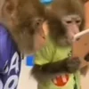 🐵 Эмодзи «Манки Пон» для Telegram