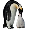 🤩 Эмодзи «Пингвины» для Telegram