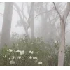 🤩 Эмодзи «foggy» для Telegram
