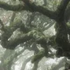 🤩 Эмодзи «foggy» для Telegram