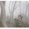 🤩 Эмодзи «foggy» для Telegram