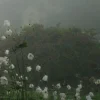 🤩 Эмодзи «foggy» для Telegram