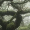 🤩 Эмодзи «foggy» для Telegram