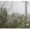 🤩 Эмодзи «foggy» для Telegram