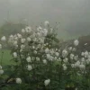 🤩 Эмодзи «foggy» для Telegram