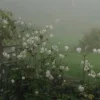 🤩 Эмодзи «foggy» для Telegram