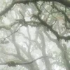 🤩 Эмодзи «foggy» для Telegram