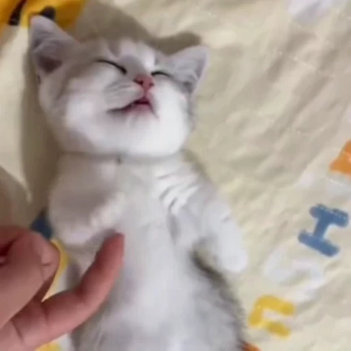 🐈 Стикер «Котаны» для Telegram
