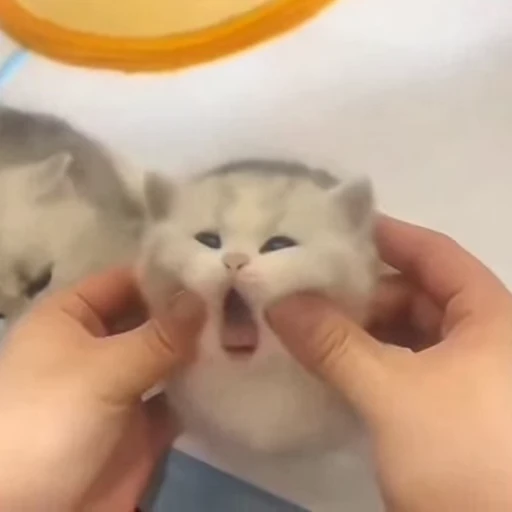 🐈 Стикер «Котаны» для Telegram