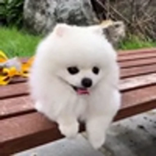 🤩 Эмодзи «Шпиц» для Telegram