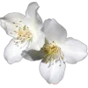 🤩 Эмодзи «Я Еще Не» для Telegram