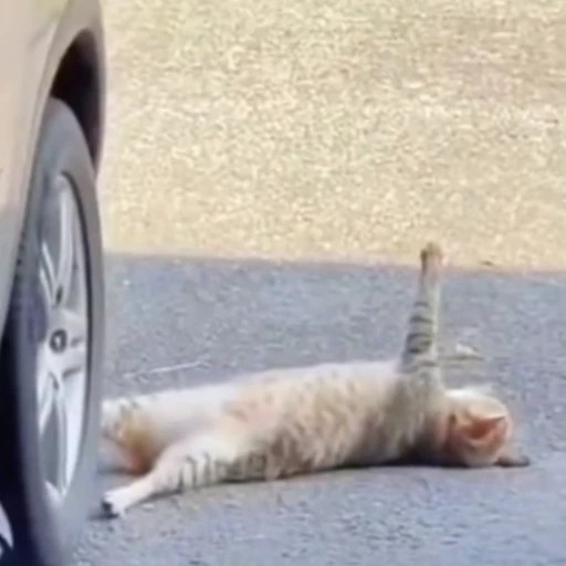 🐈 Стикер «Собачки и котики» для Telegram