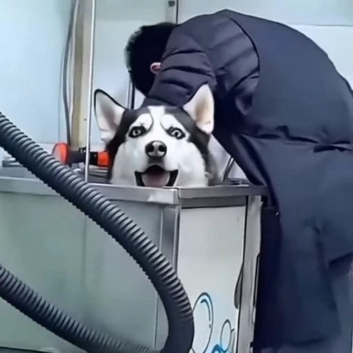 🐩 Стикер «Собачки и котики» для Telegram