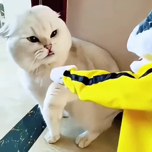 🐈 Стикер «Собачки и котики» для Telegram