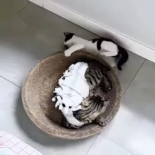 🐈 Стикер «Собачки и котики» для Telegram