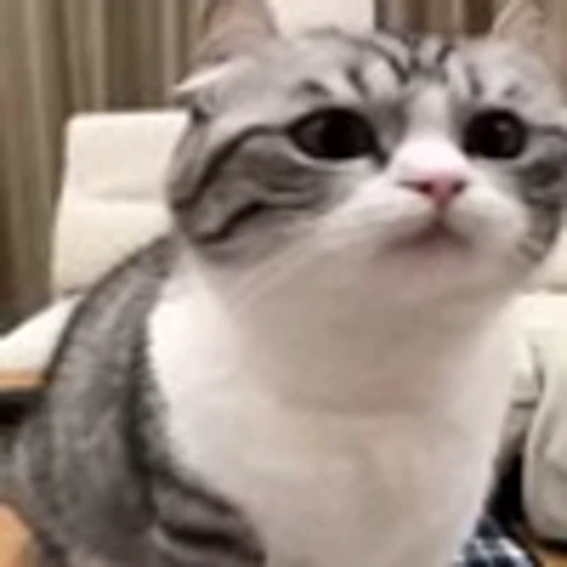 🤨 Эмодзи «Komaru» для Telegram